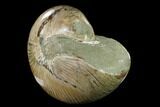 Polished Fossil Nautilus (Cymatoceras) - Madagascar #140430-2